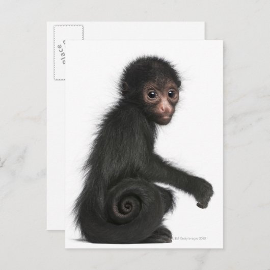 Rotkopfspinne - Ateles paniscus (3 Postkarte (Vorne/Hinten)