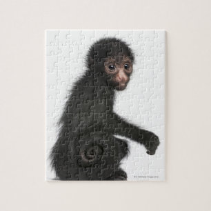 Rotkopfspinne - Ateles paniscus (3 Puzzle