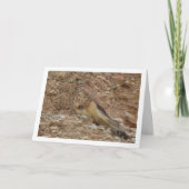 Rotkopfvogel, Falco Tinnunculus Karte (Vorderseite)