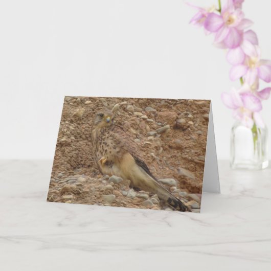 Rotkopfvogel, Falco Tinnunculus Karte (Orchidee)