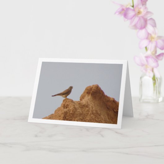 Rotkopfvogel, Falco Tinnunculus Karte (Orchidee)