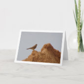 Rotkopfvogel, Falco Tinnunculus Karte (Vorderseite)