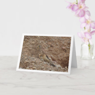 Rotkopfvogel, Falco Tinnunculus Karte