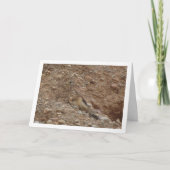 Rotkopfvogel, Falco Tinnunculus Karte (Vorderseite)