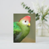 Rotkreuzer Turaco-Vogel Postkarte (Stehend Vorderseite)