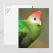 Rotkreuzer Turaco-Vogel Postkarte (Vorne/Hinten)