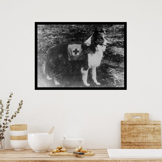Rotkreuzhund in Italien 1909 Poster (Küche)