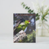 Rotkronenparaket Postkarte (Stehend Vorderseite)