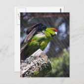 Rotkronenparaket Postkarte (Vorne/Hinten)