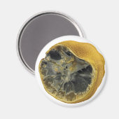 Rotlachs Magnet (Vorderseite/Rückseite)