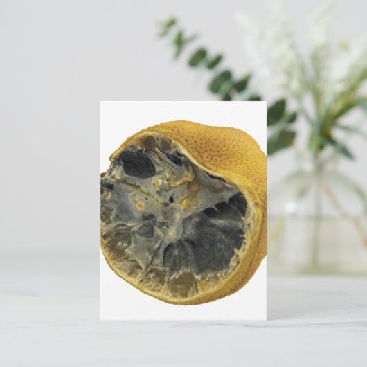 Rotlachs Postkarte (Stehend Vorderseite)