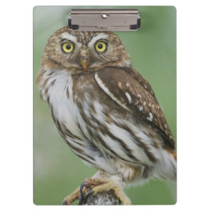 Rötliche Zwergkauz, Glaucidium brasilianum, 3 Klemmbrett