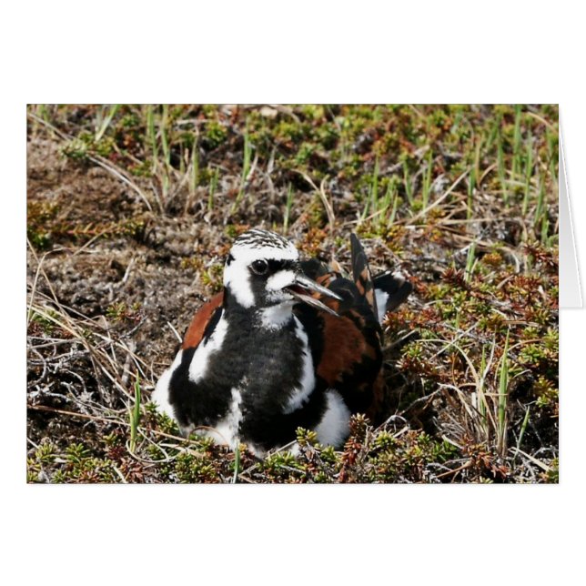 Rötlicher Turnstone auf Nest (Vorderseite (Horizontal))