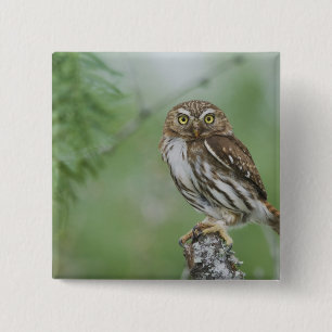 Rötliches Zwergkauz, Glaucidium brasilianum, 3 Button
