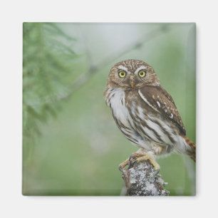 Rötliches Zwergkauz, Glaucidium brasilianum, 3 Magnet