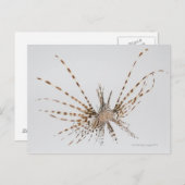 Rotlionfisch (Pterois volitans) Postkarte (Vorne/Hinten)