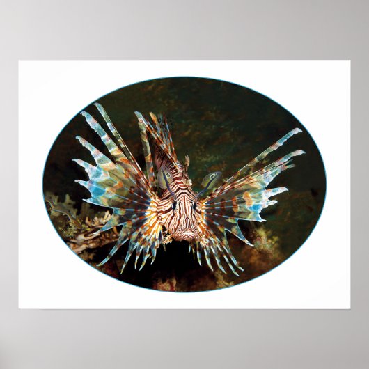 Rotlionfish, Raja Ampat - fotografisches Design | Poster (Vorne)