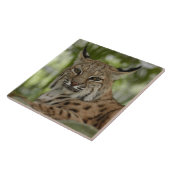 Rotluchs 2_11x11 fliese (Seite)