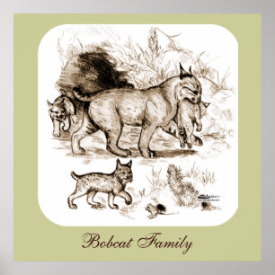 Rotluchs-Familie Poster