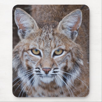 Rotluchs-Gesicht Mousepad