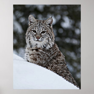 Rotluchs im Schnee Poster