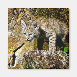 Rotluchs-Kätzchen auf den Felsen Magnet