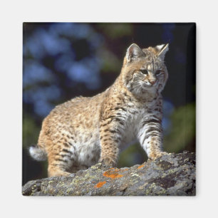 Rotluchs Magnet