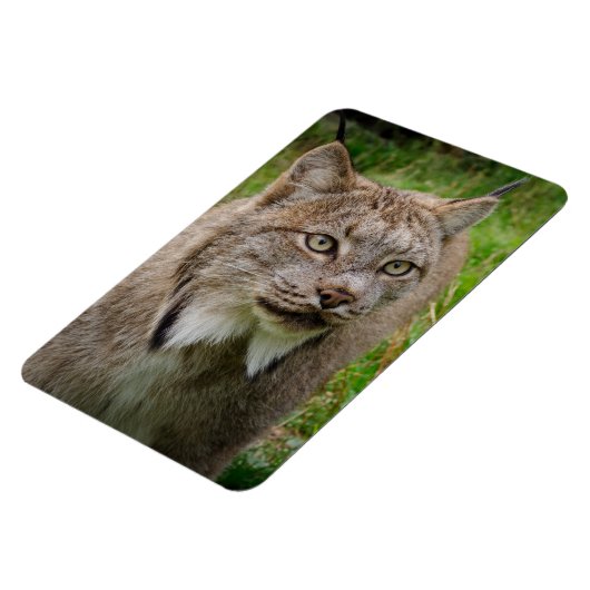 Rotluchs-Porträt Magnet (Linke Seite)