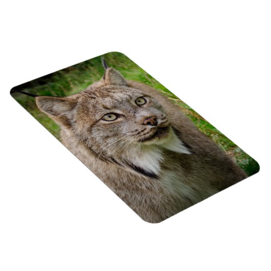 Rotluchs-Porträt Magnet (Rechte Seite)