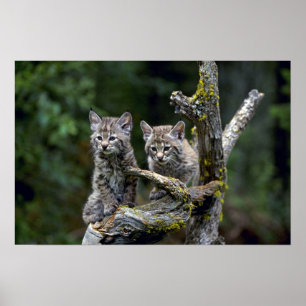 Rotluchs-Sommer-junge Kätzchen Poster