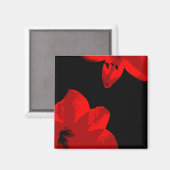 Rotmaryllis duo magnet (Vorderseite/Rückseite)