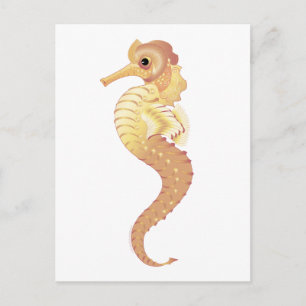 Rotmeerhengst Postkarte