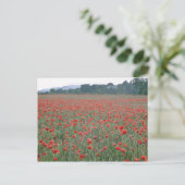 Rotmohnfeld, Kent, England, Blume Postkarte (Stehend Vorderseite)