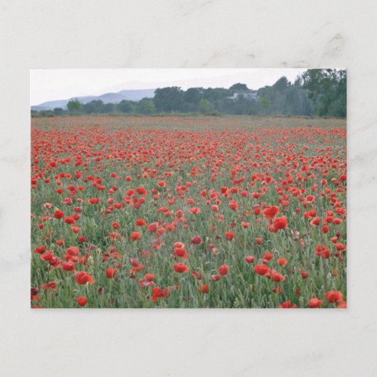 Rotmohnfeld, Kent, England, Blume Postkarte (Vorderseite)