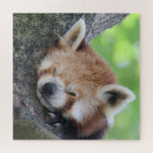 RotPanda 2020-03-02 Puzzle (Horizontal)