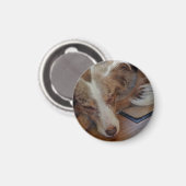 Rotschäfer Magnet (Vorderseite/Rückseite)