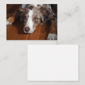 Rotschäfer Mitteilungskarte (Vorne/Hinten)