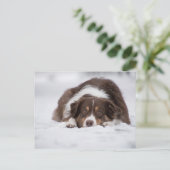 Rotschäfer Postkarte (Stehend Vorderseite)