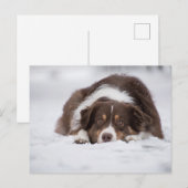 Rotschäfer Postkarte (Vorne/Hinten)