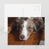 Rotschäfer Postkarte (Vorne/Hinten)