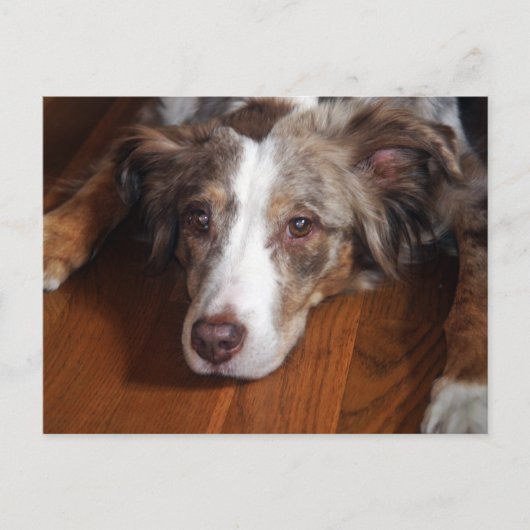 Rotschäfer Postkarte (Vorderseite)