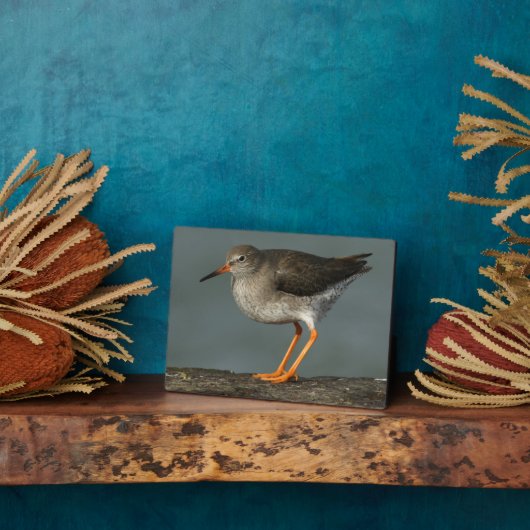 Rotschaft | Tringa Totanus Fotoplatte (Seite)