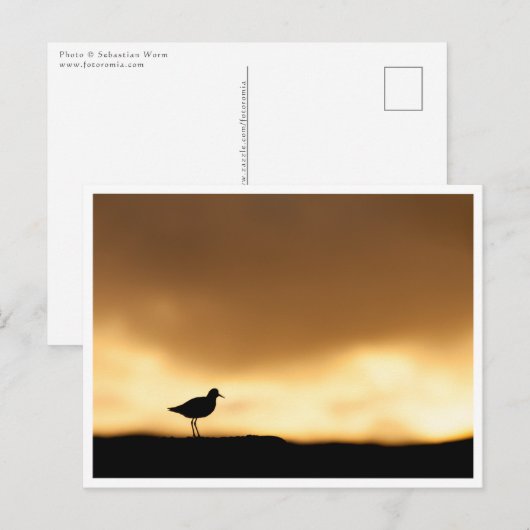 Rotschafts-Nature-Foto Postkarte (Vorne/Hinten)