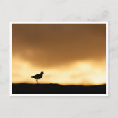 Rotschafts-Nature-Foto Postkarte (Vorderseite)