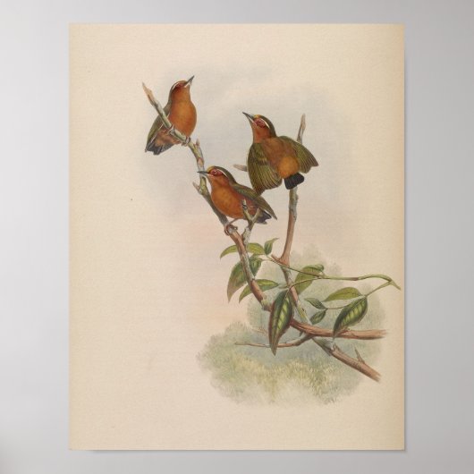 Rotschenkel-Piculus von John Gould Druck Poster (Vorne)