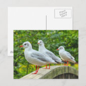 Rotschenkelkitts Postkarte (Vorne/Hinten)