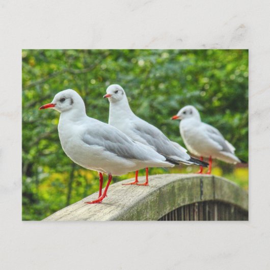 Rotschenkelkitts Postkarte (Vorderseite)