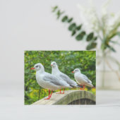 Rotschenkelkitts Postkarte (Stehend Vorderseite)