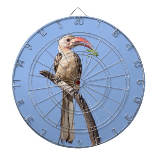 Rotschnabel Dartscheibe (vorne)