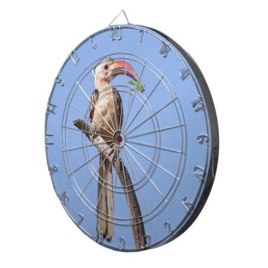 Rotschnabel Dartscheibe (Vorderseite rechts)